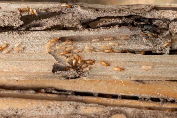 Best Pest Control for Homes  in Santee, CA