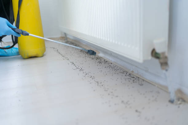 Best Insect Control  in Santee, CA